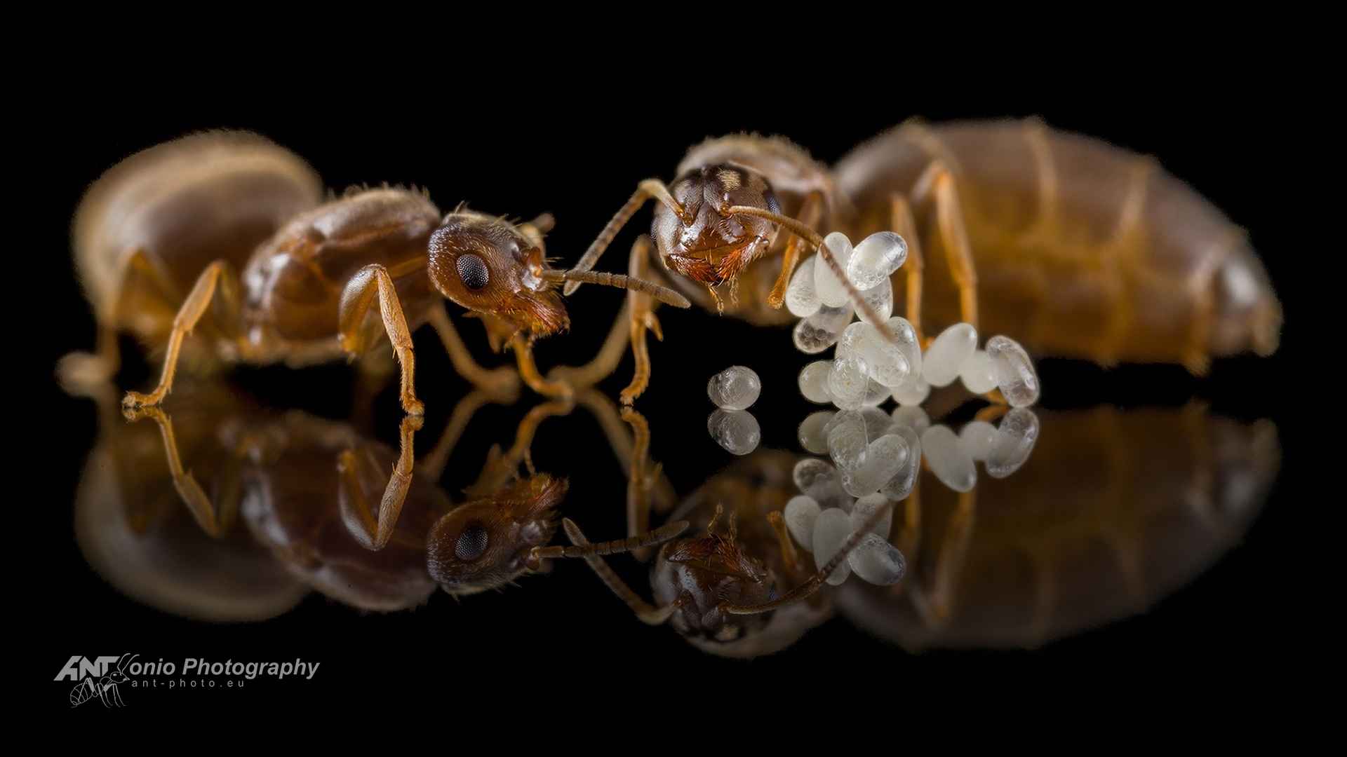 Brachymyrmex patagonicus