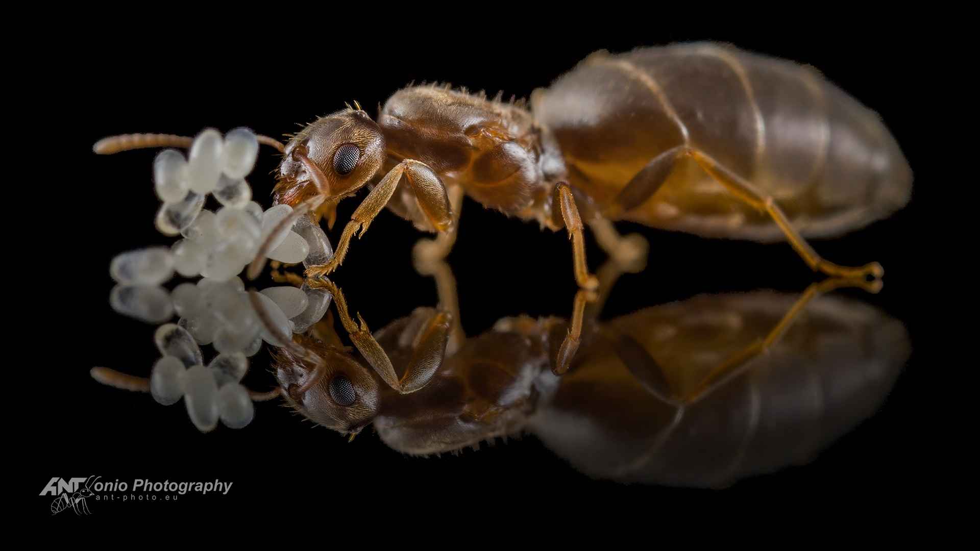 Brachymyrmex patagonicus — queen photo 2