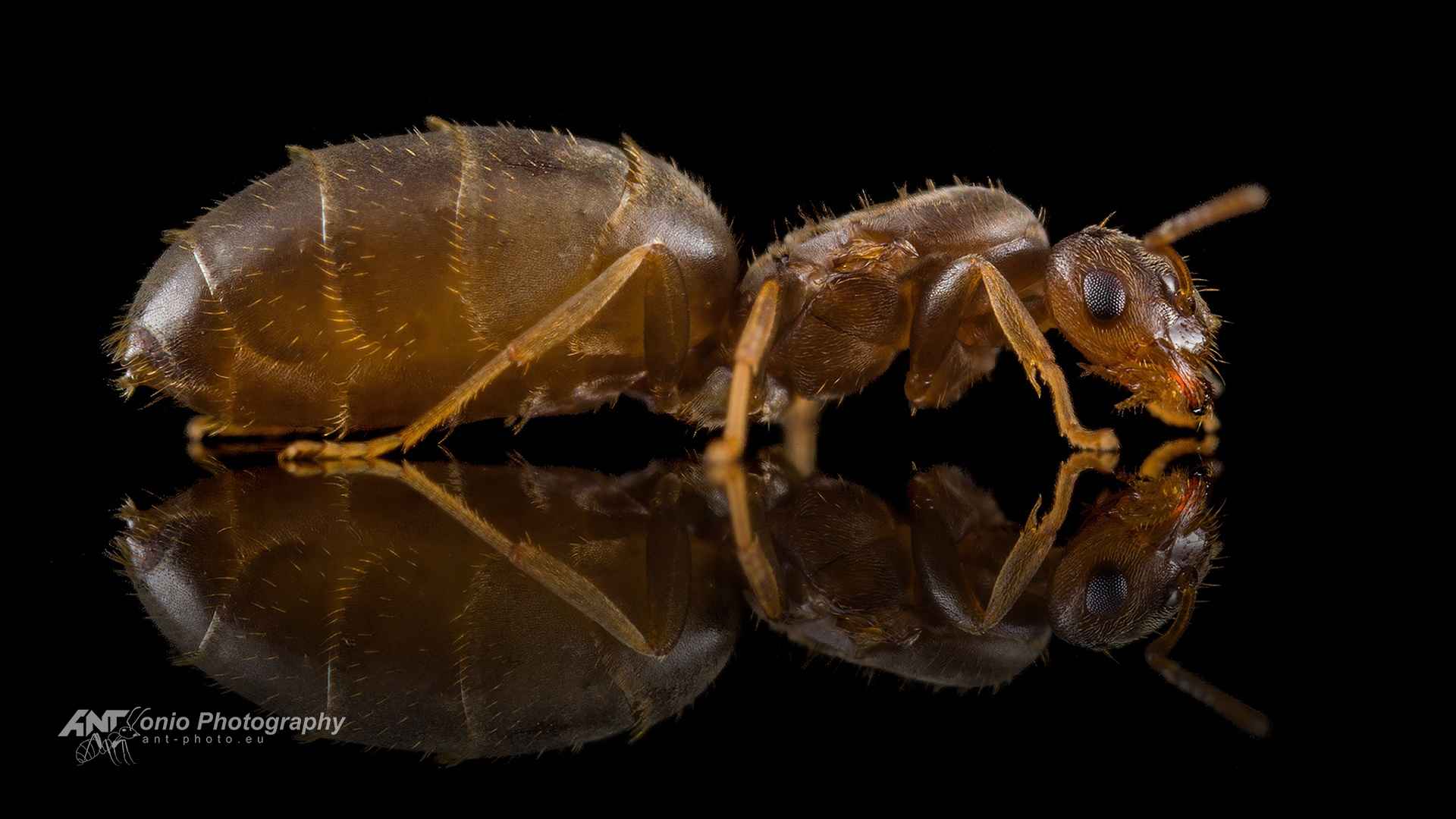 Brachymyrmex patagonicus photo 3