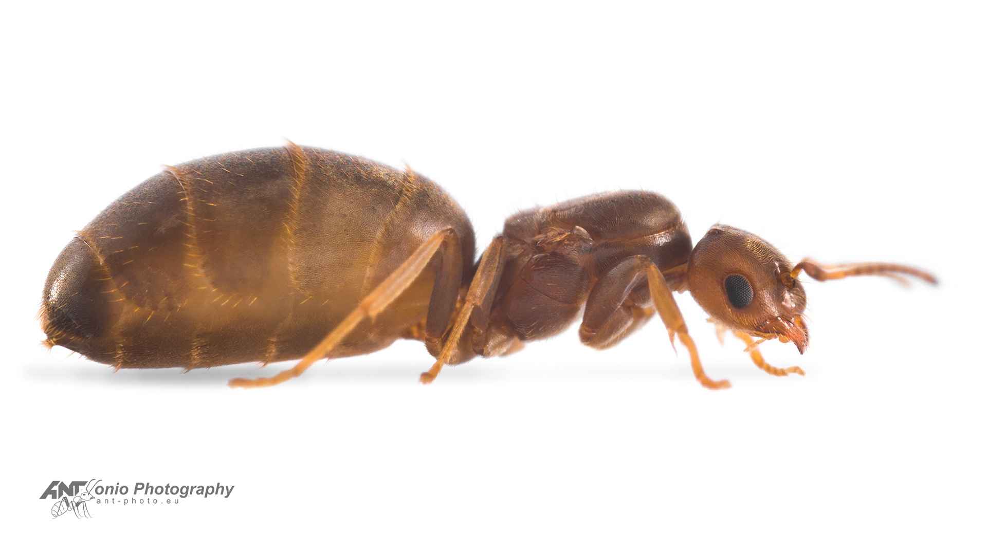 Brachymyrmex patagonicus — queen photo 4