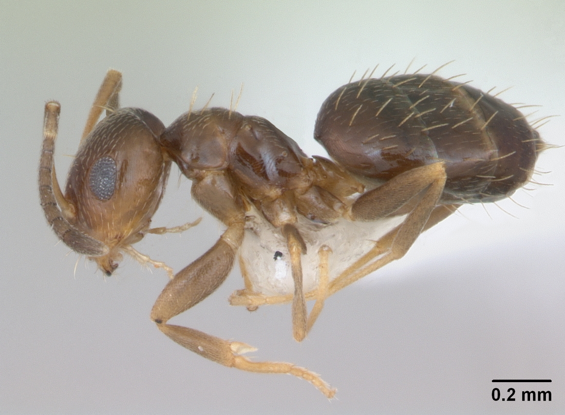 Brachymyrmex patagonicus — queen photo 5