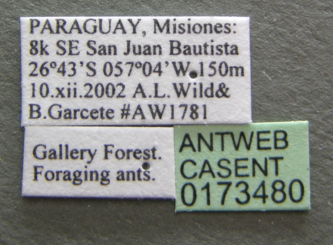 Brachymyrmex patagonicus photo 6