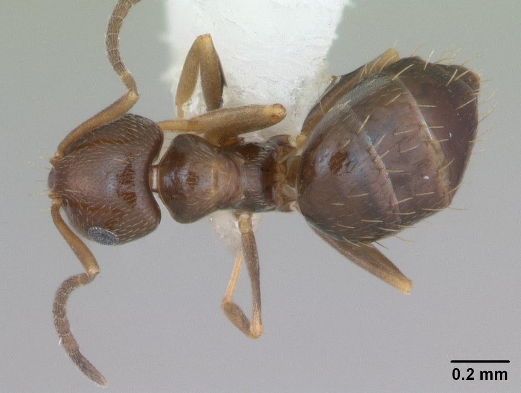 Brachymyrmex patagonicus — queen photo 7