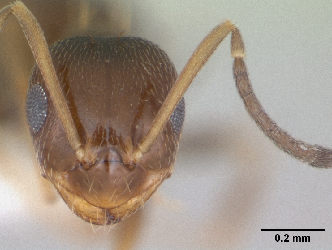 Brachymyrmex patagonicus — queen photo 8