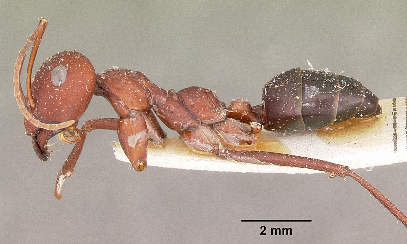 Cataglyphis bicolor — queen photo 4