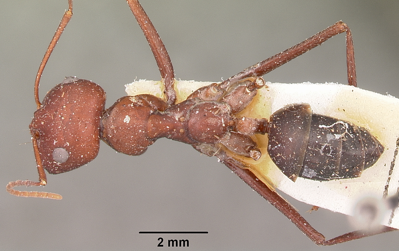 Cataglyphis bicolor — queen photo 5
