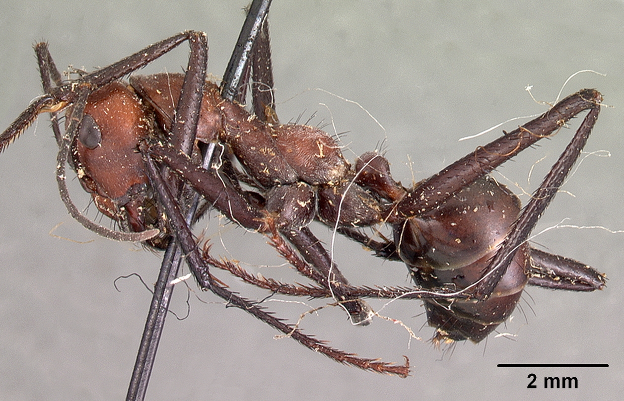 Cataglyphis bicolor — queen photo 6