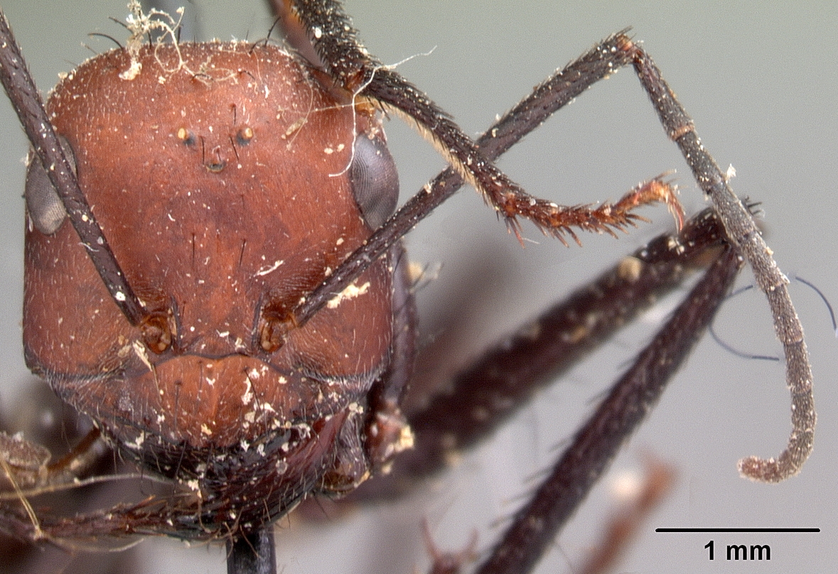 Cataglyphis bicolor — queen photo 8