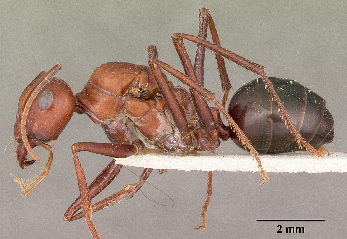 Cataglyphis bicolor — queen photo 9