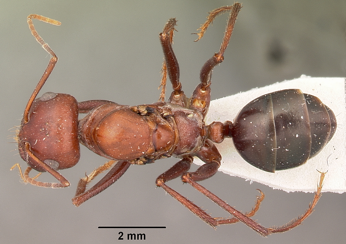 Cataglyphis bicolor — queen photo 10