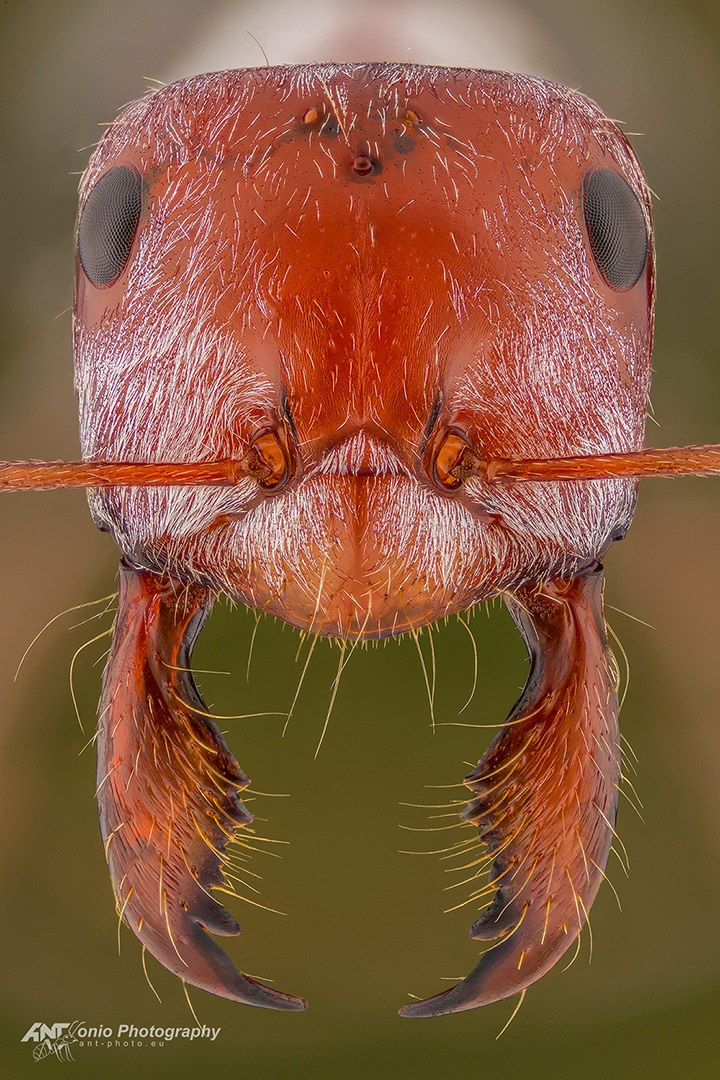 Cataglyphis bombycina photo 2