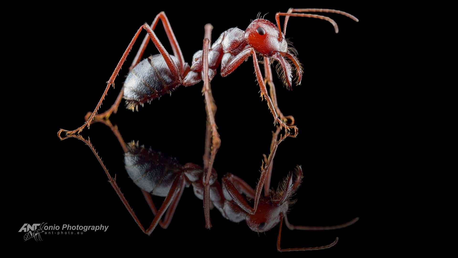 Cataglyphis bombycina photo 3