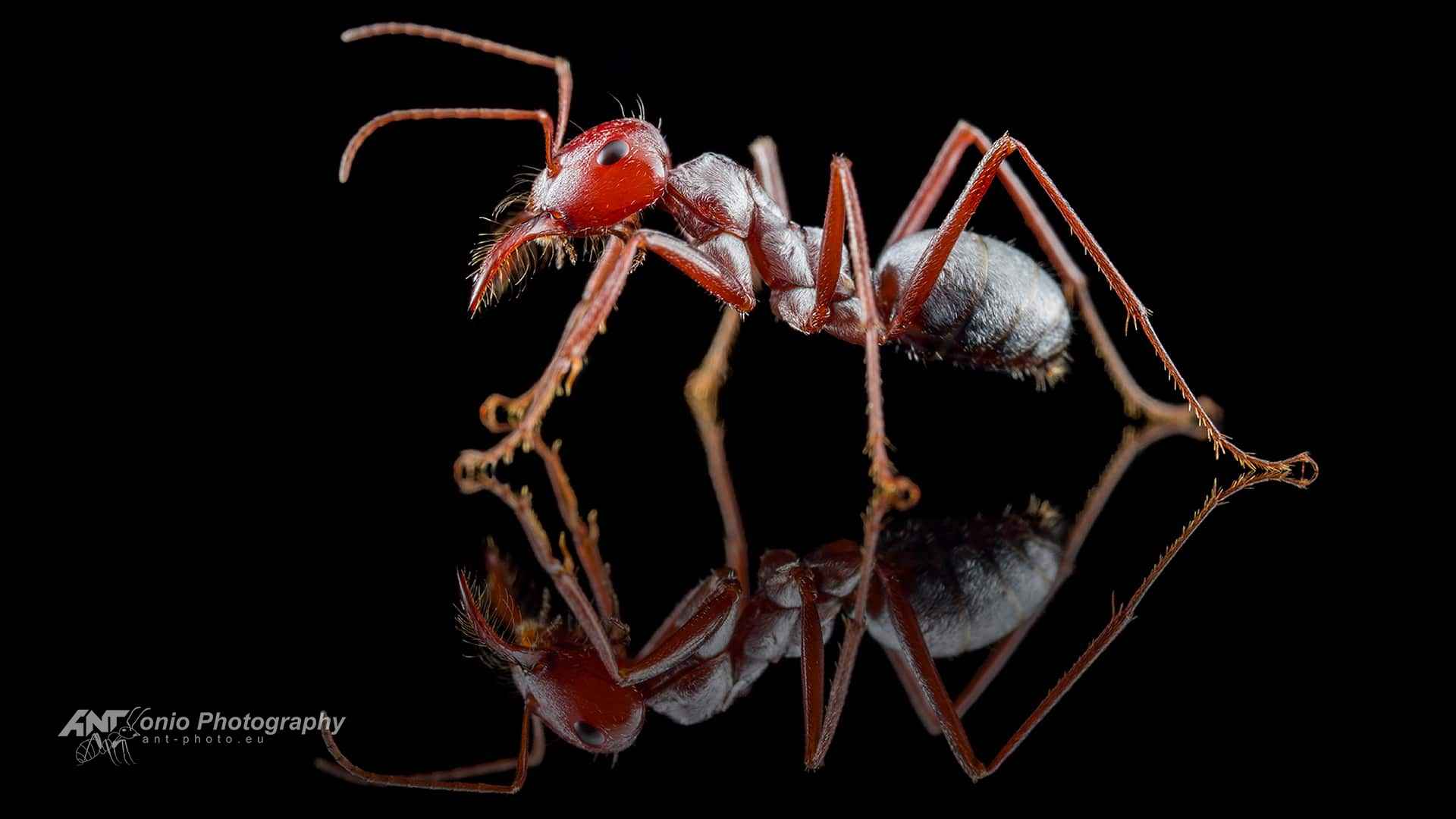 Cataglyphis bombycina photo 4
