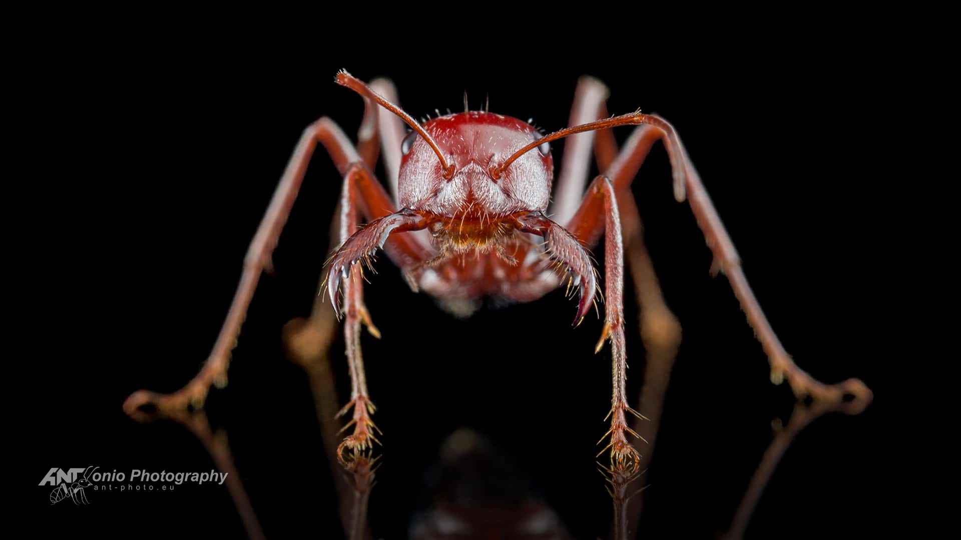 Cataglyphis bombycina photo 7