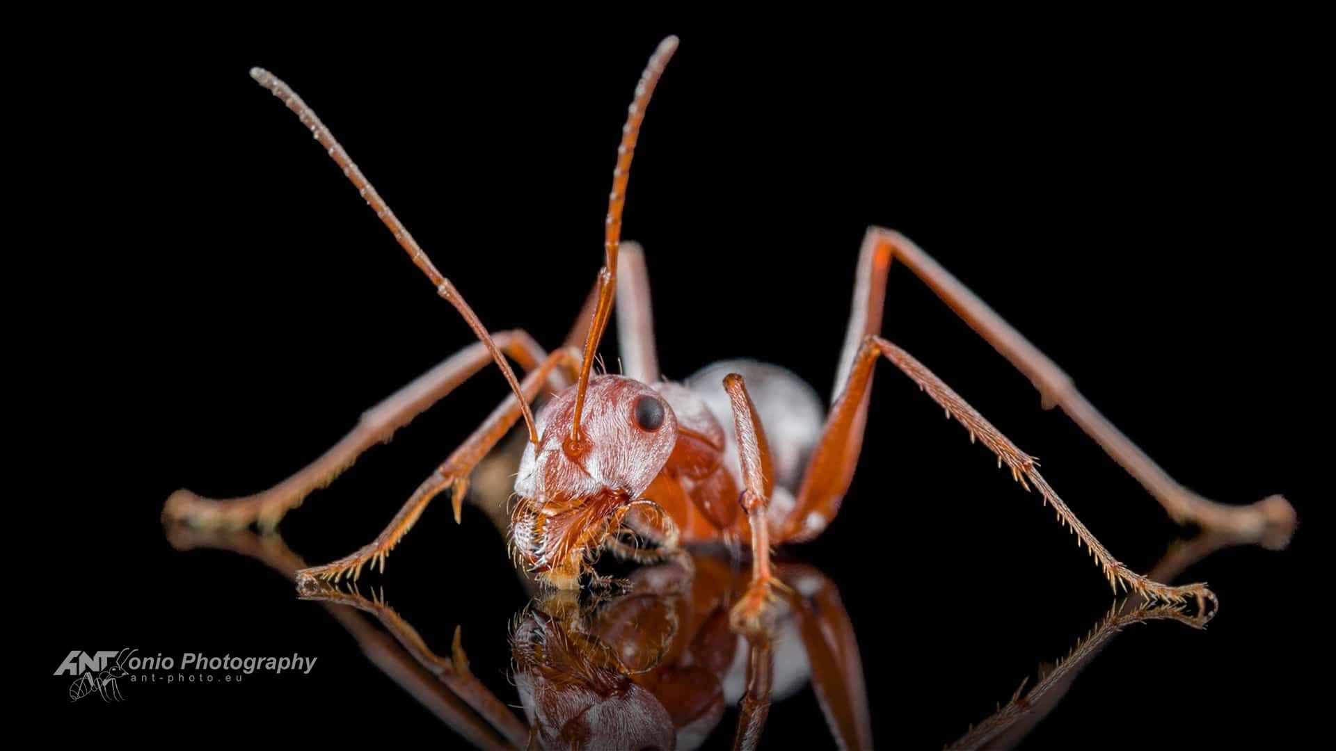 Cataglyphis bombycina photo 10