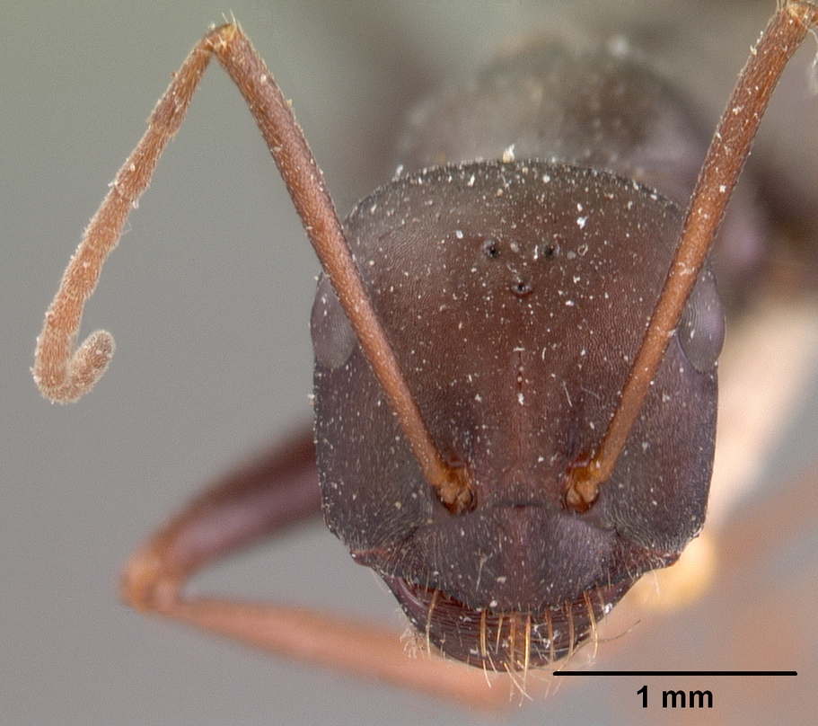 Cataglyphis cursor — queen photo 2