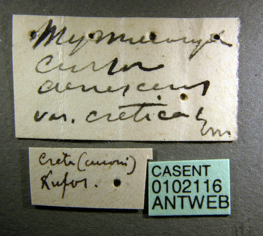 Cataglyphis cursor photo 3