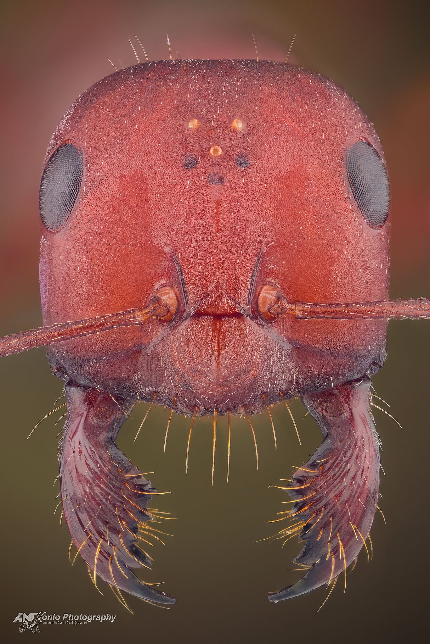 Cataglyphis nodus photo 2