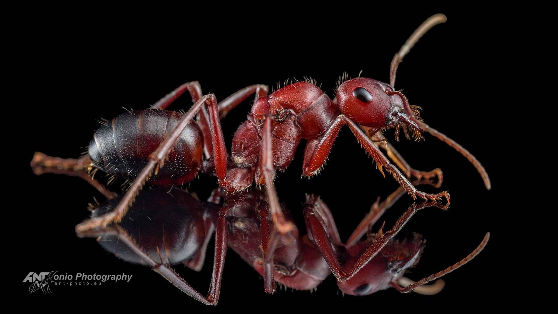 Cataglyphis nodus photo 3