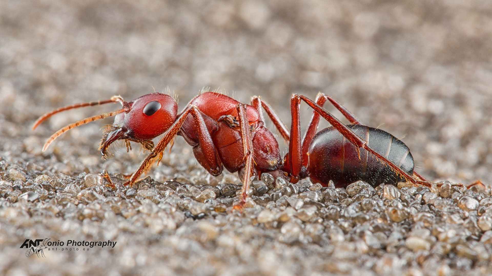 Cataglyphis nodus photo 9