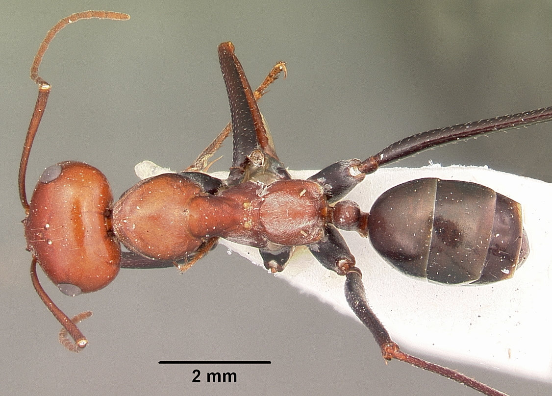 Cataglyphis viatica — queen photo 2