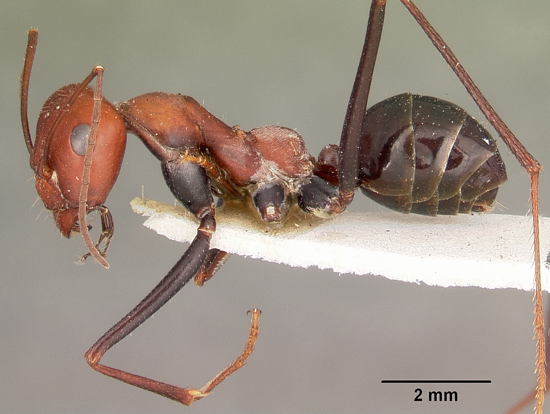 Cataglyphis viatica — queen photo 3
