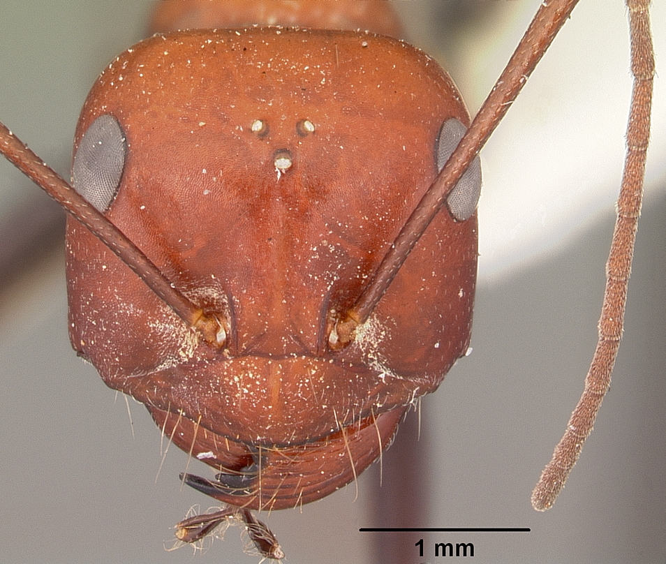 Cataglyphis viatica — queen photo 4