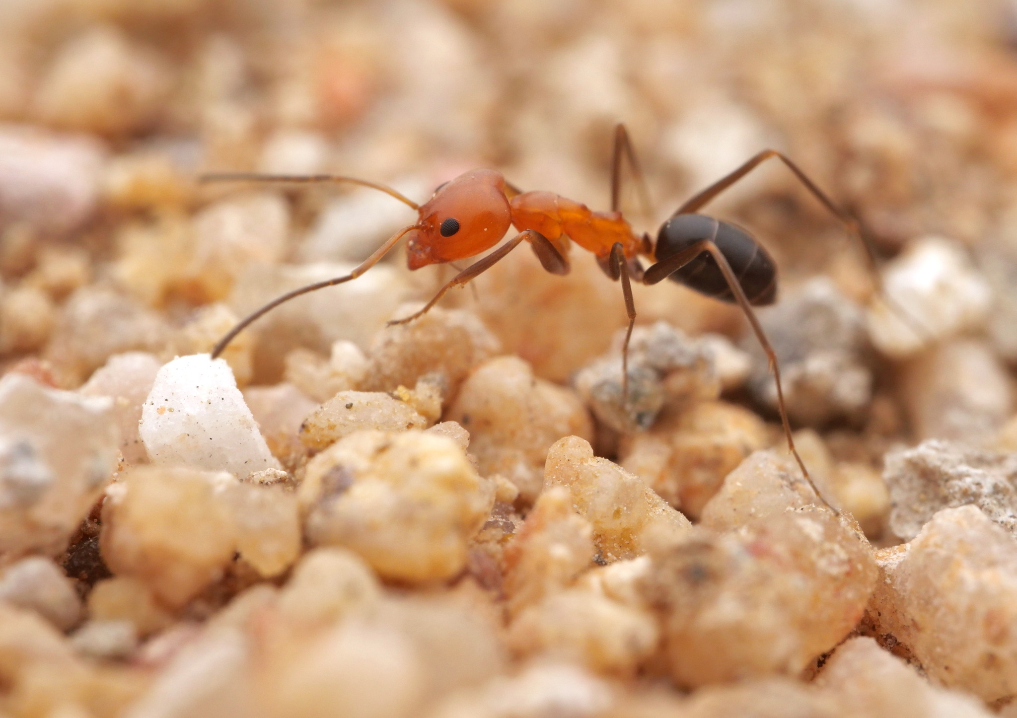Dorymyrmex bicolor