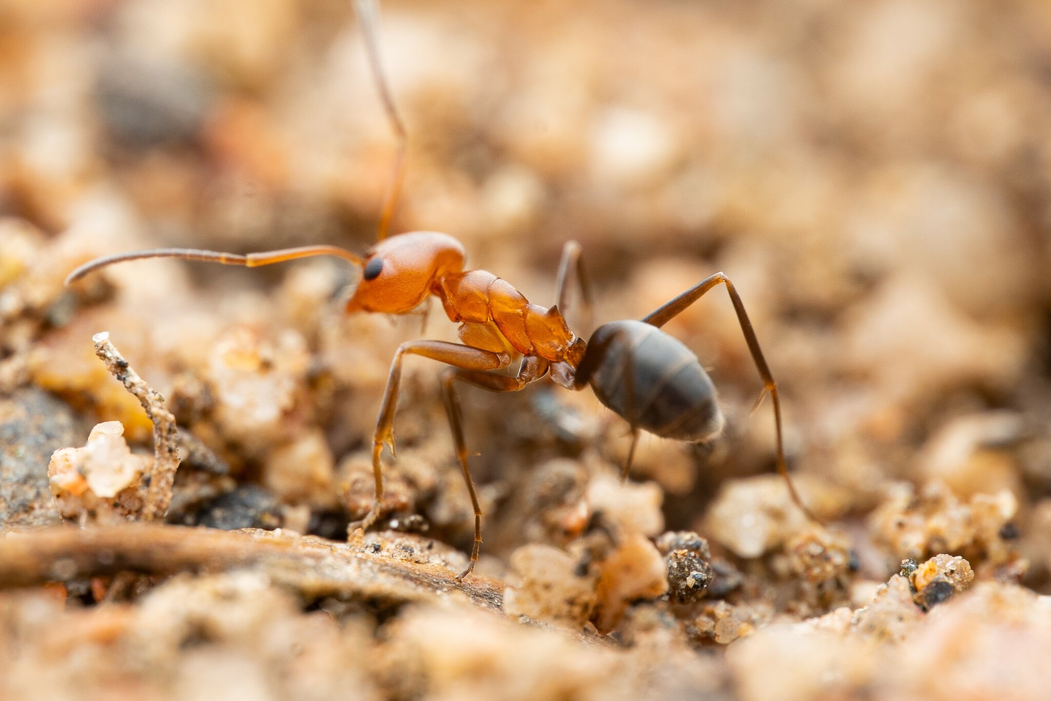 Dorymyrmex bicolor photo 2