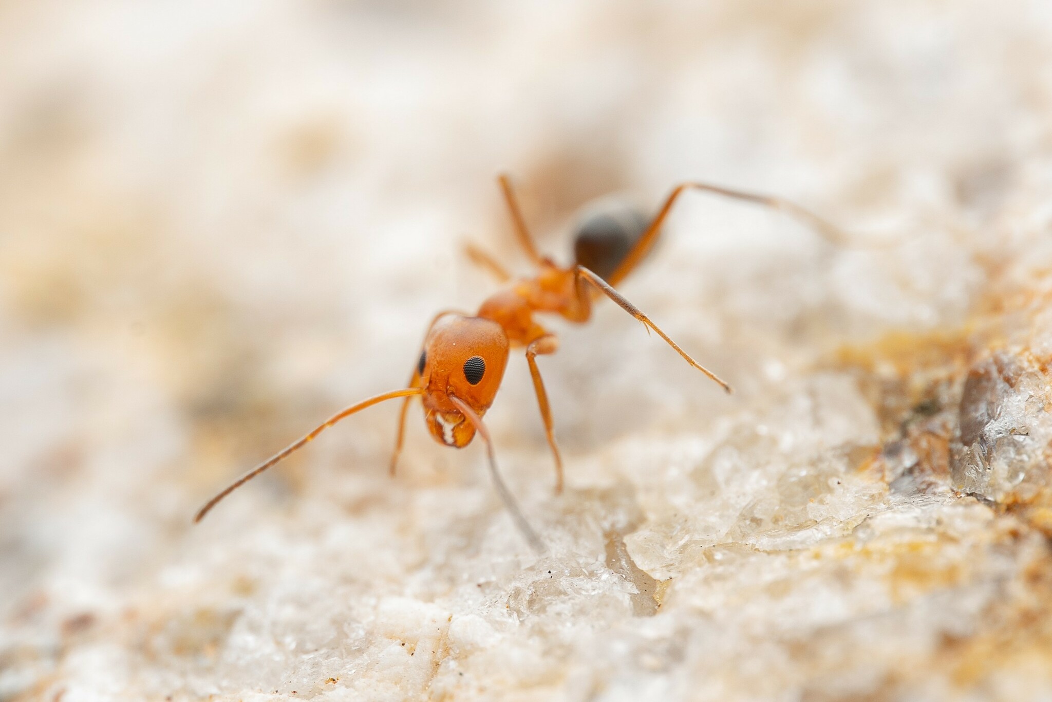 Dorymyrmex bicolor photo 3