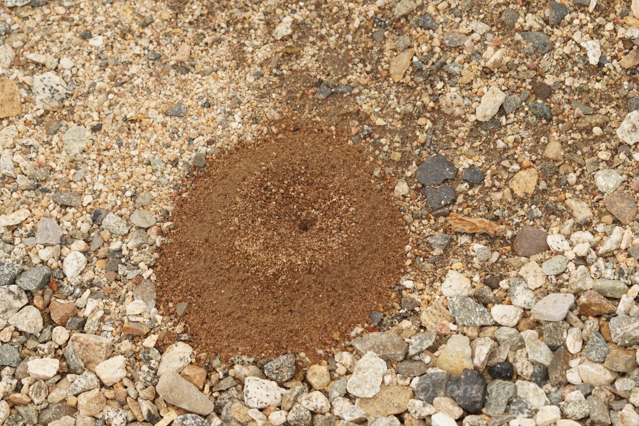 Dorymyrmex bicolor photo 4