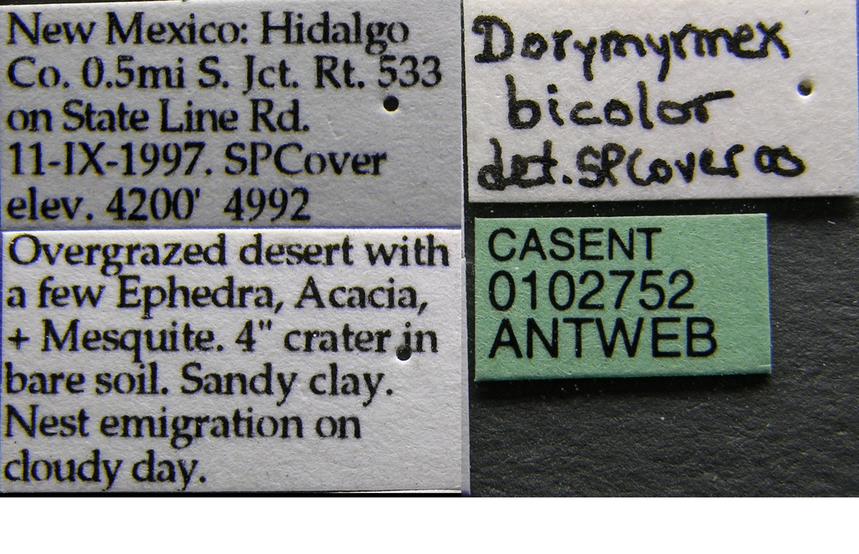 Dorymyrmex bicolor photo 5