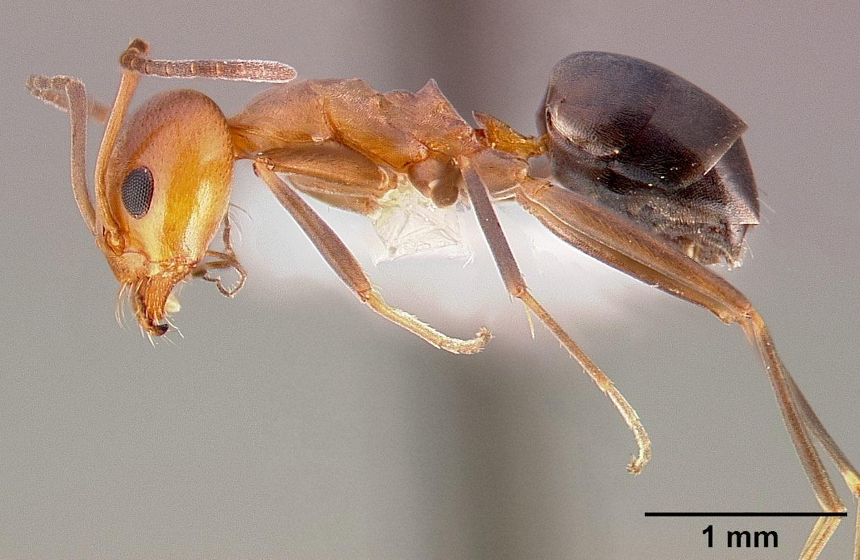 Dorymyrmex bicolor — queen photo 6