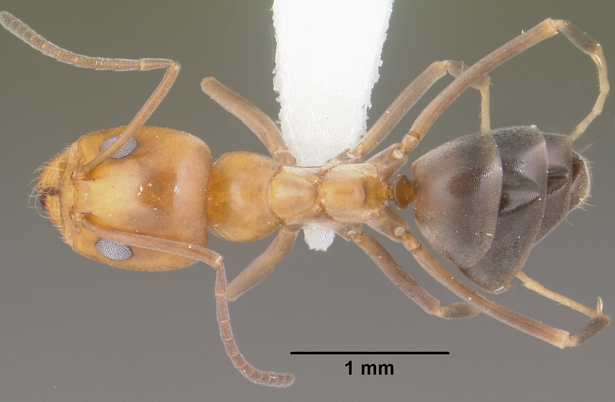 Dorymyrmex bicolor — queen photo 7