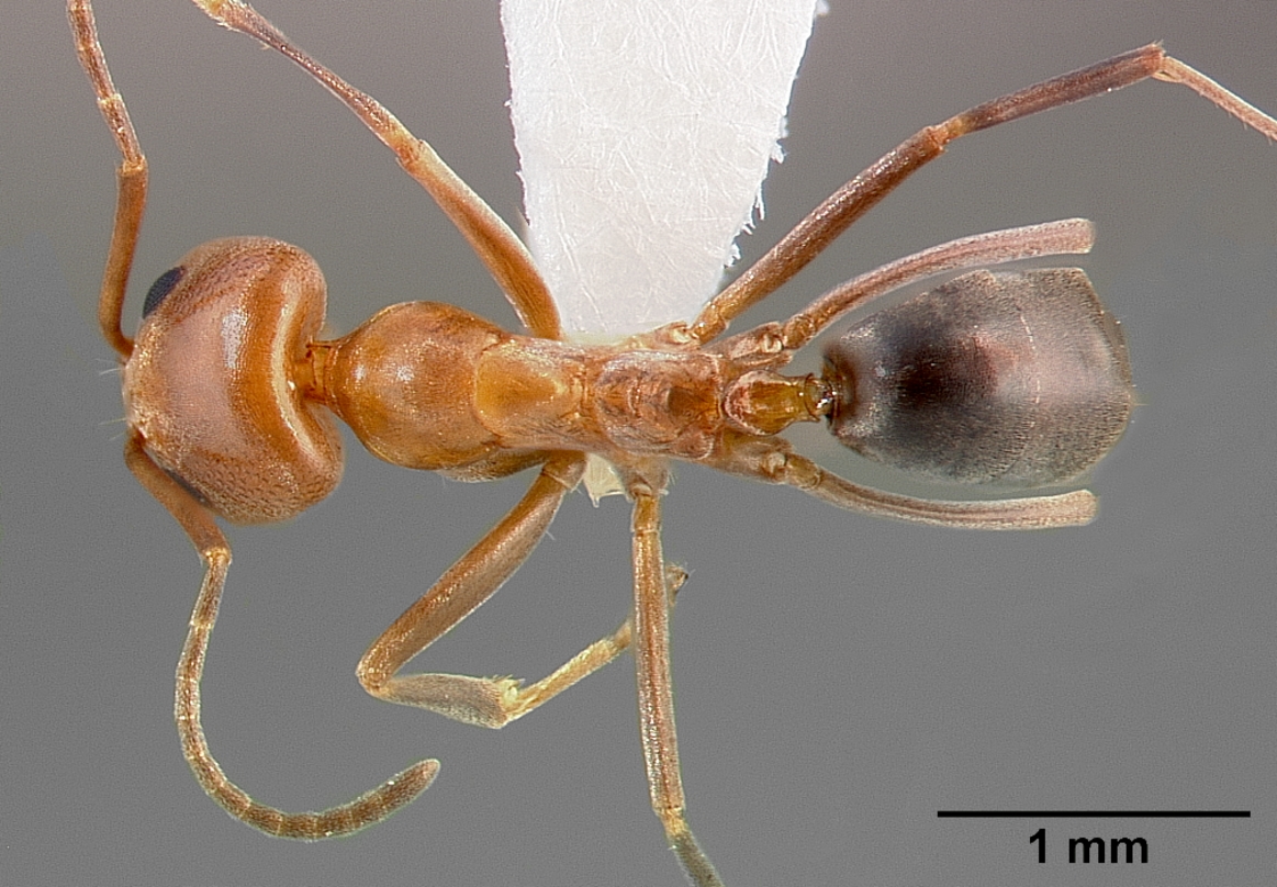 Dorymyrmex bicolor — queen photo 8