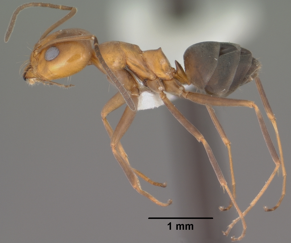 Dorymyrmex bicolor — queen photo 9