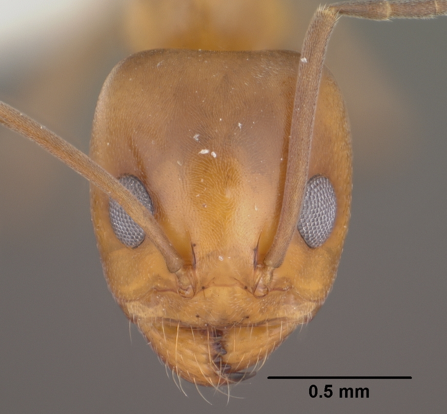 Dorymyrmex bicolor — queen photo 10