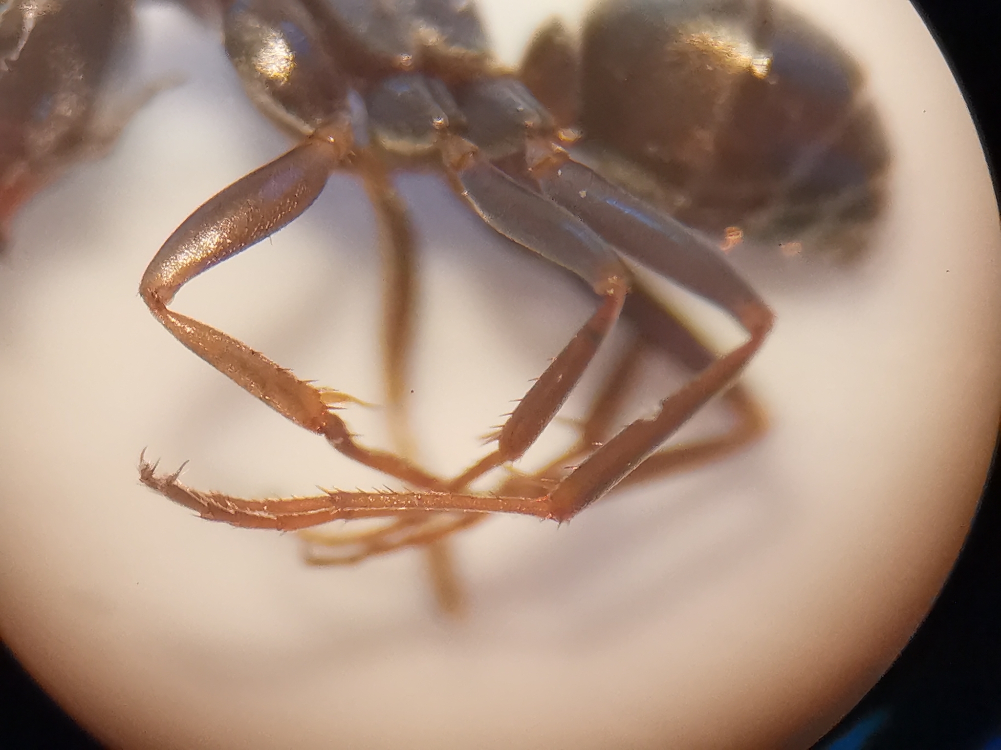 Formica cunicularia — image 8