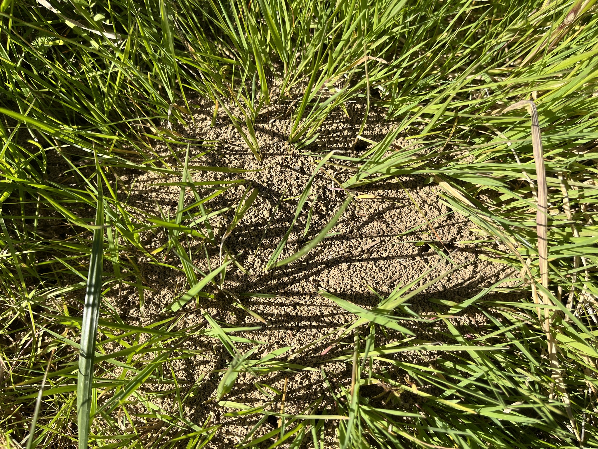 Formica cunicularia — image 13