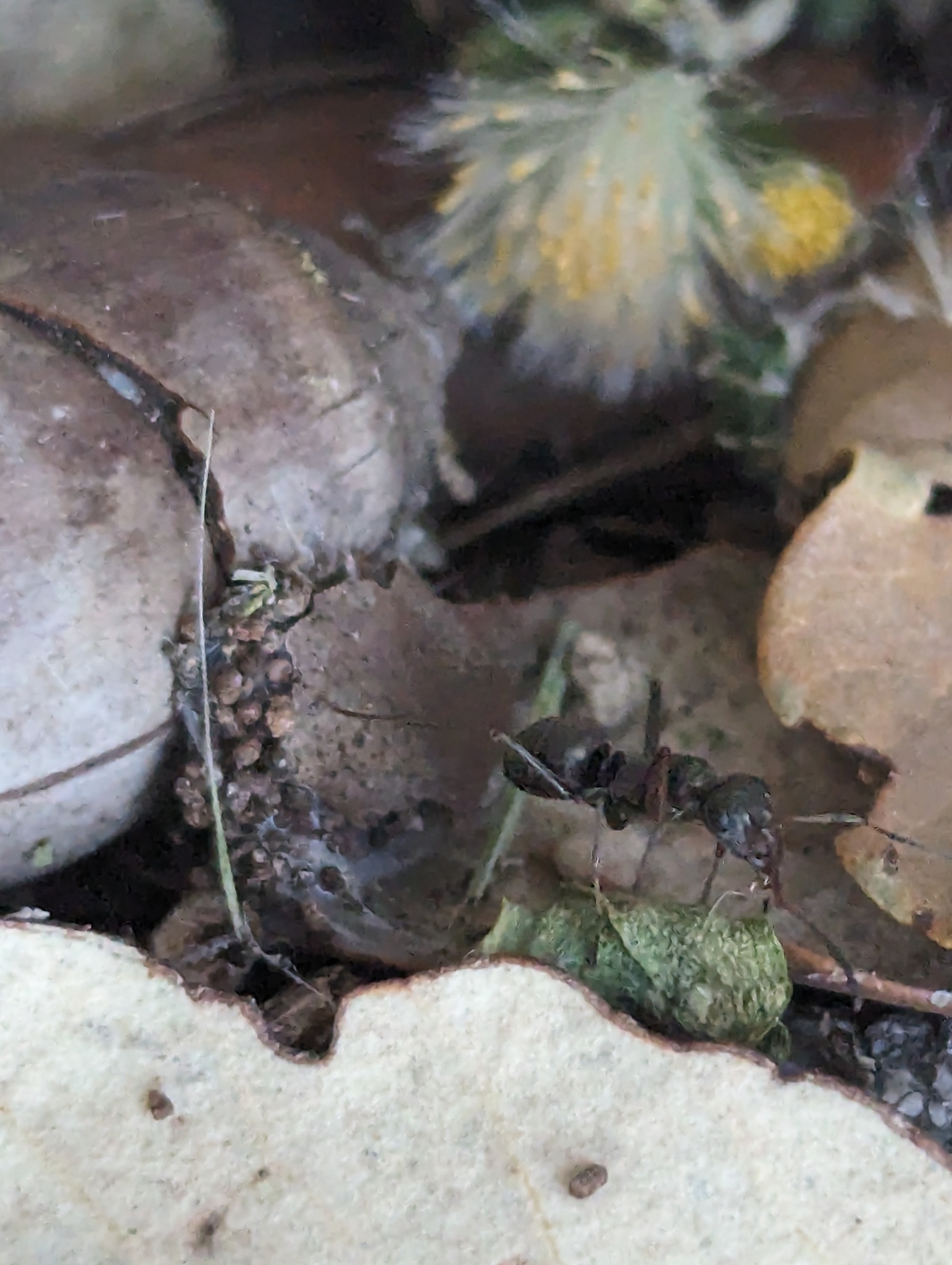Formica cunicularia — image 7