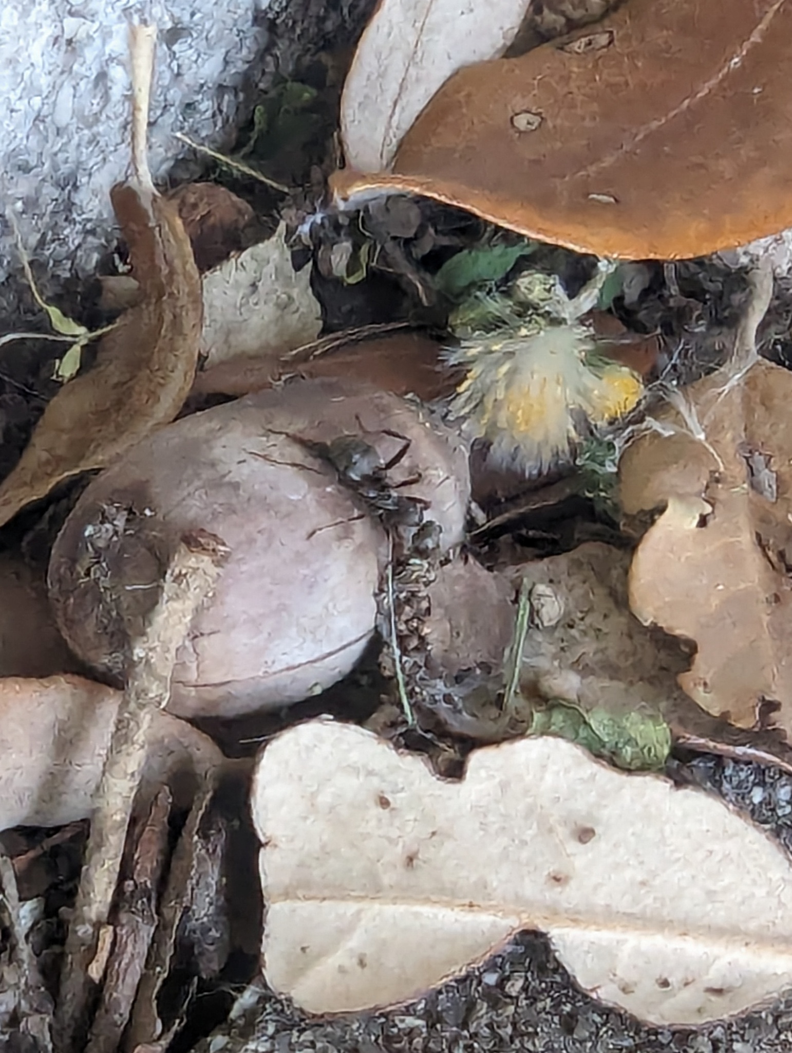 Formica cunicularia — image 4