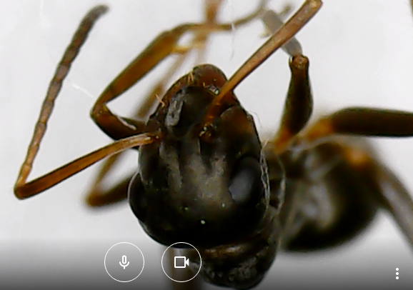 Formica cunicularia — image 9