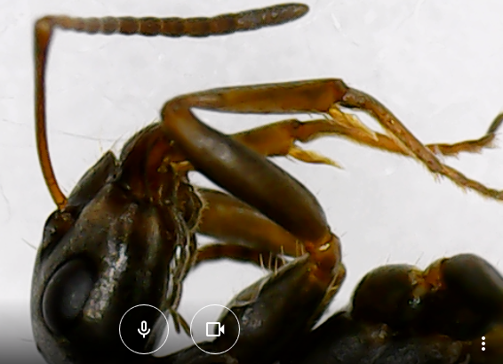 Formica cunicularia — image 12