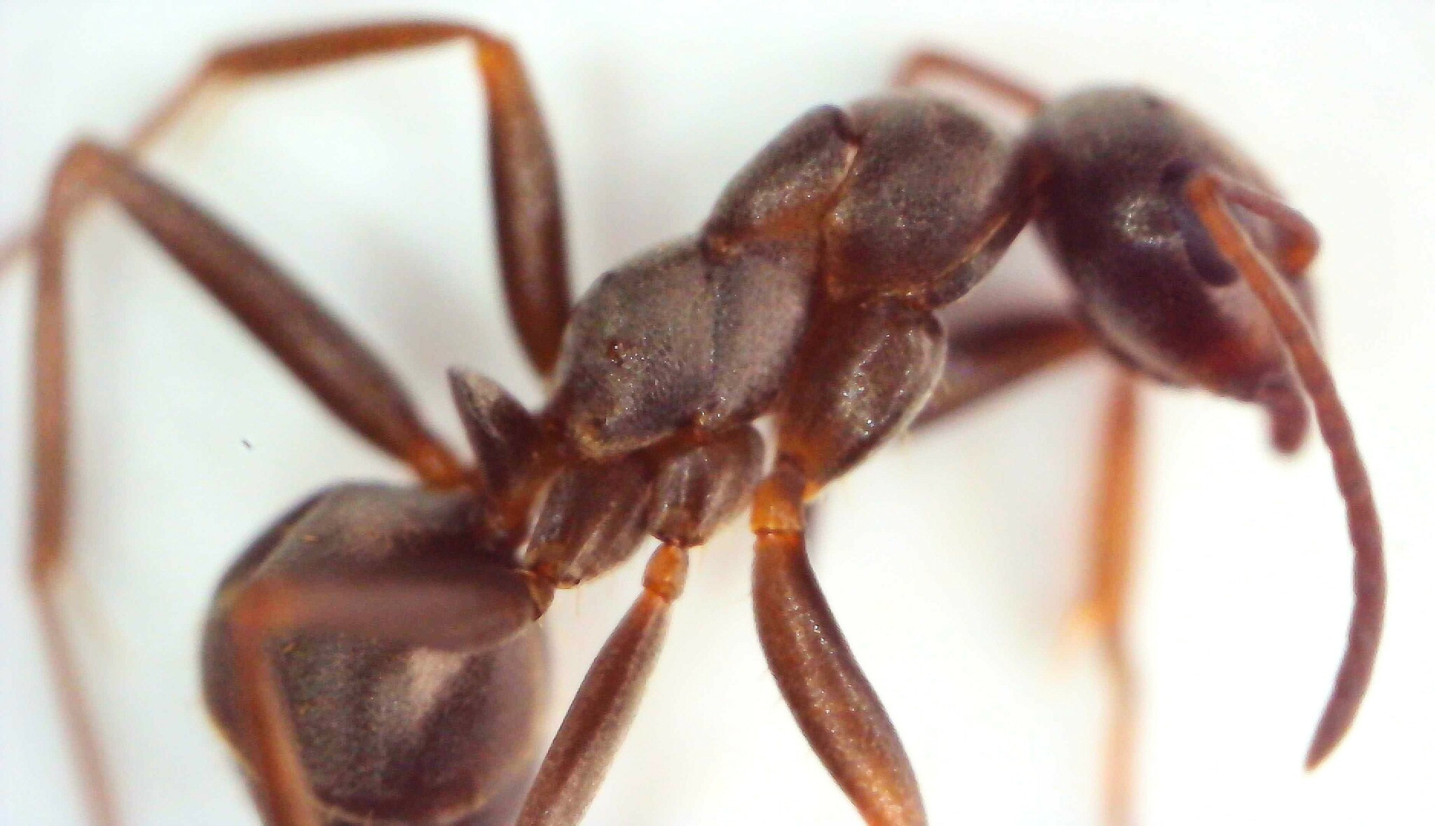 Formica cunicularia — image 6