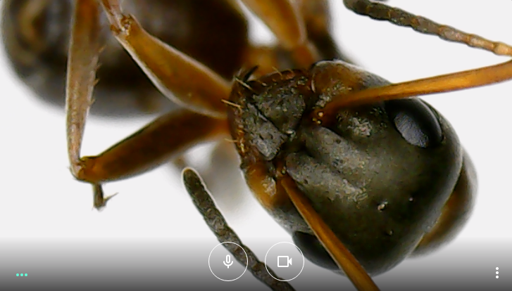 Formica cunicularia — image 3