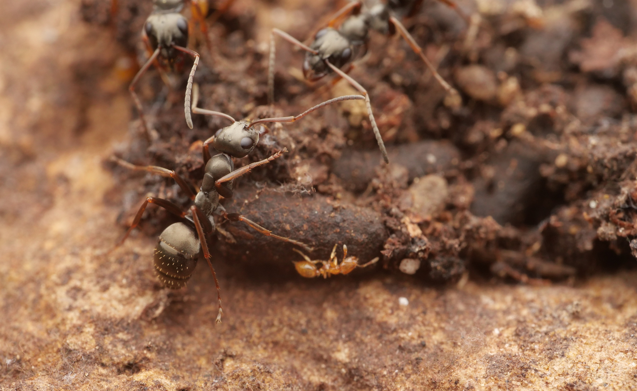 Formica fusca — image 2