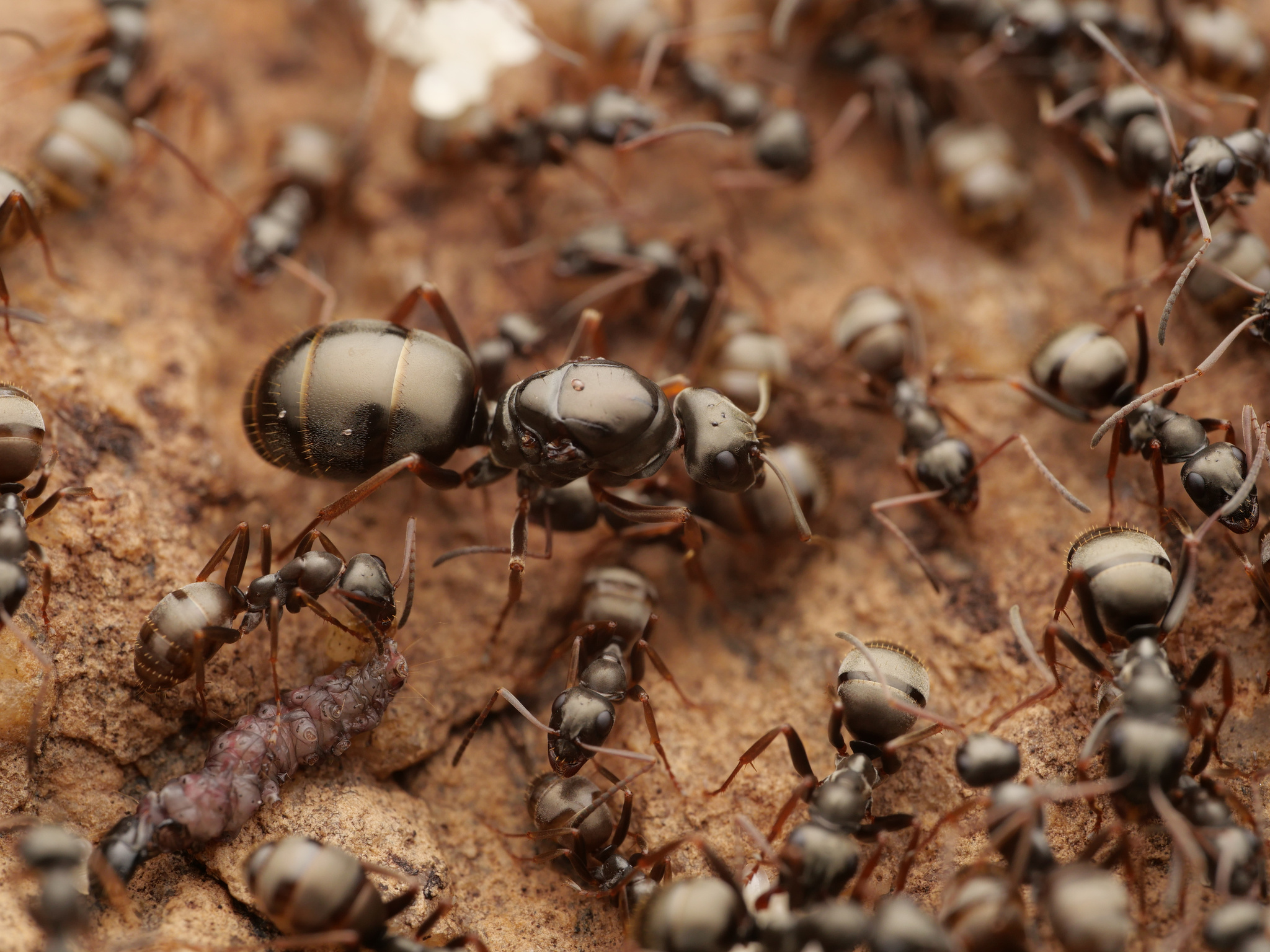 Formica fusca — image 9
