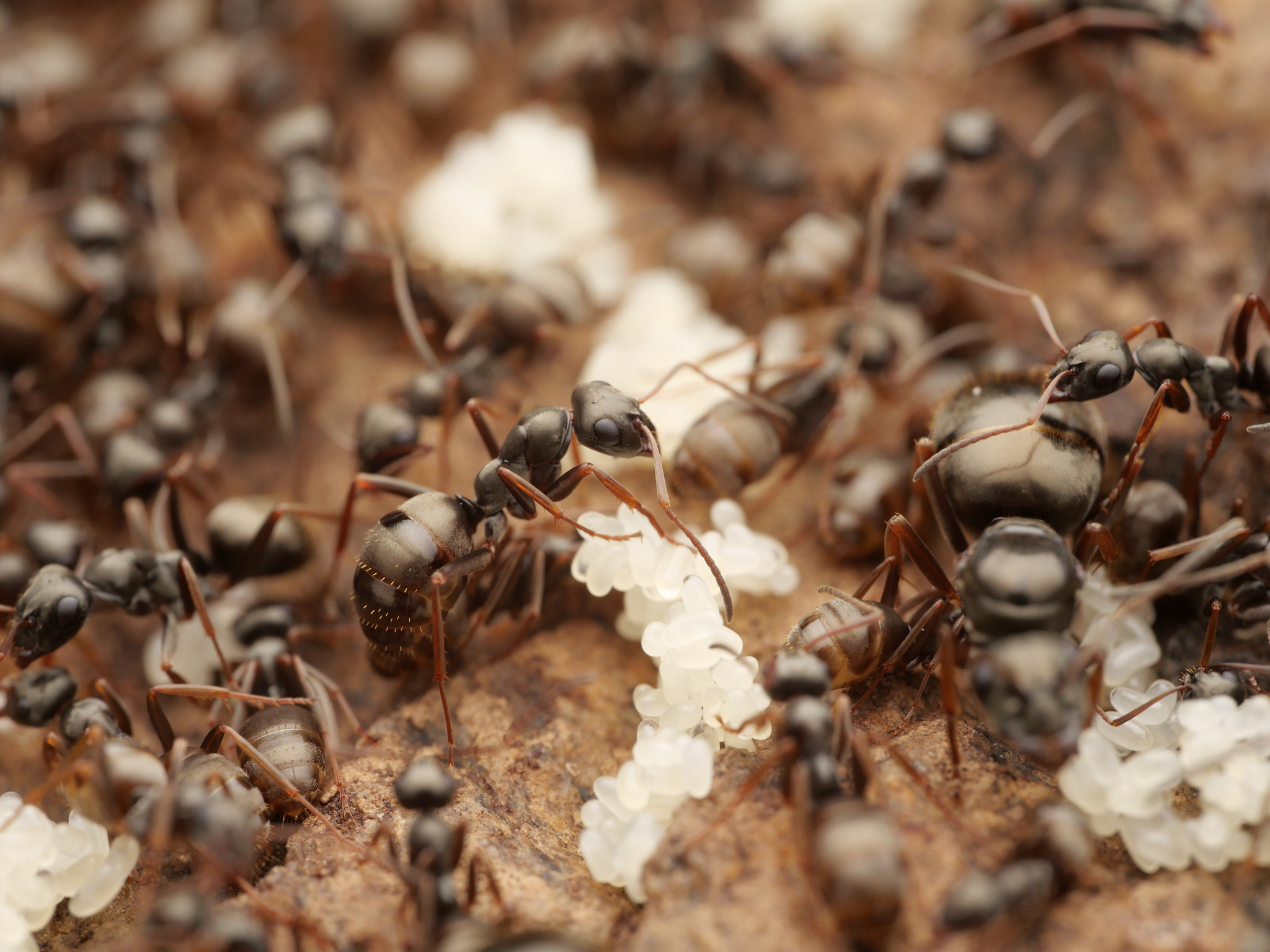 Formica fusca — image 17