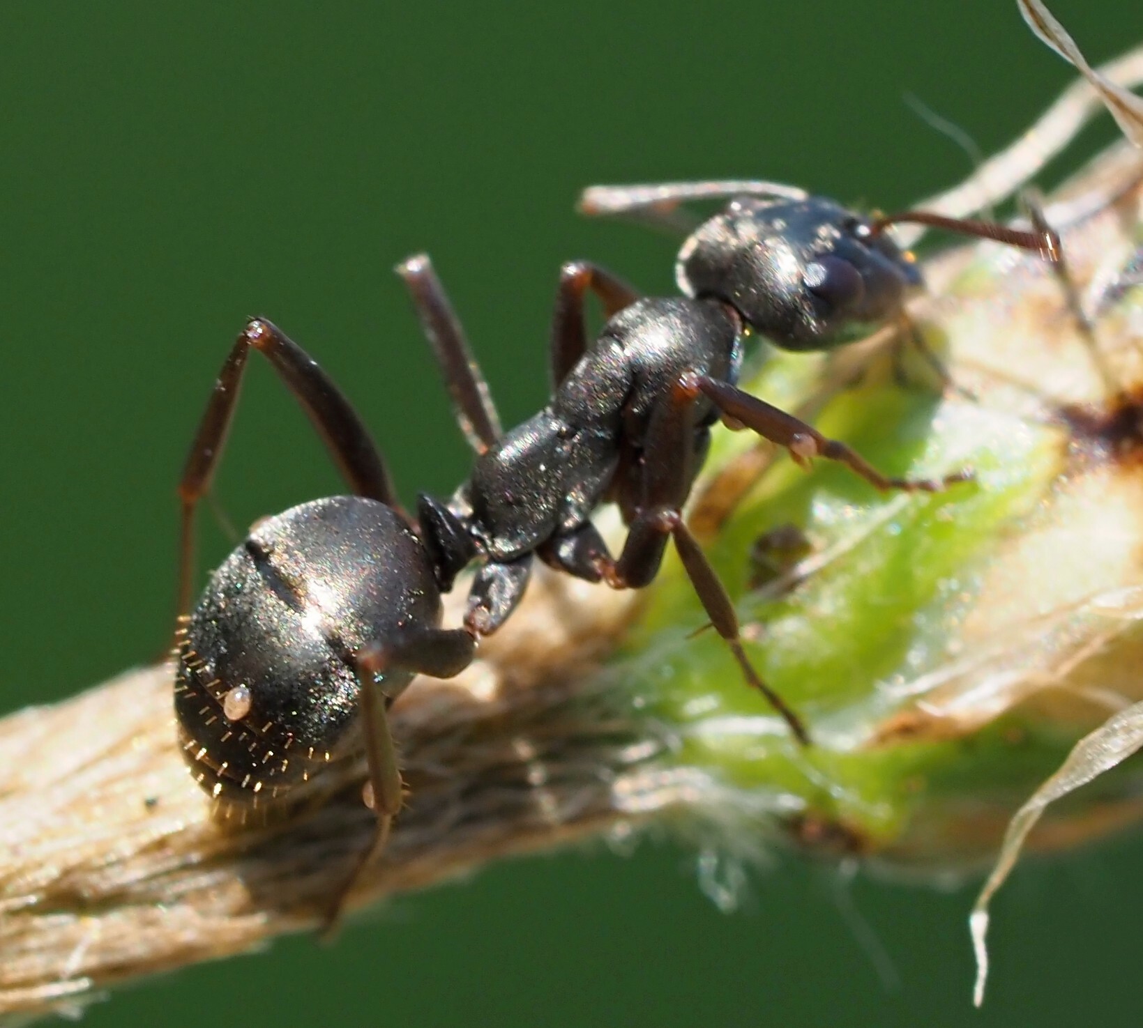 Formica fusca — image 4