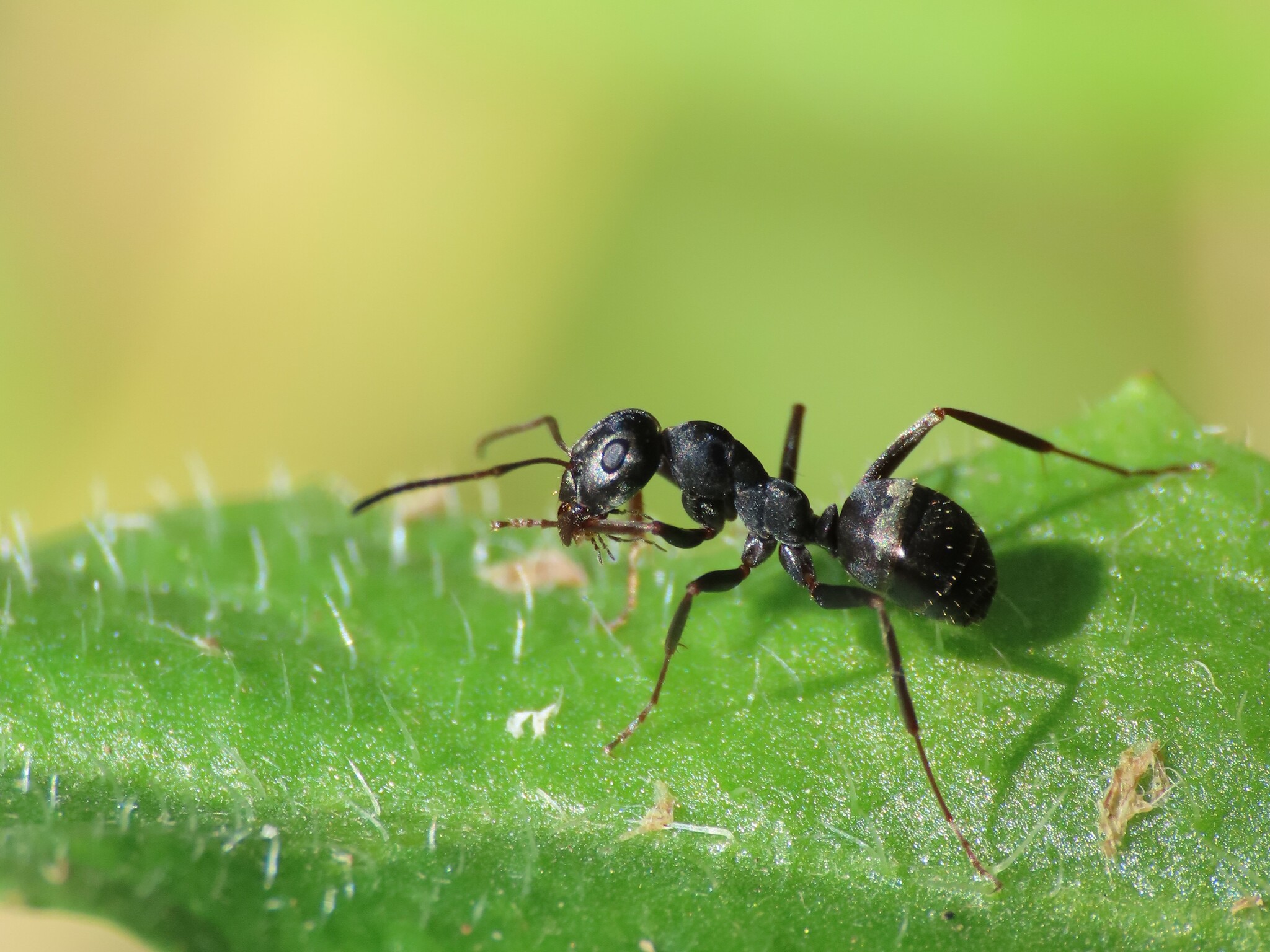 Formica fusca — image 13